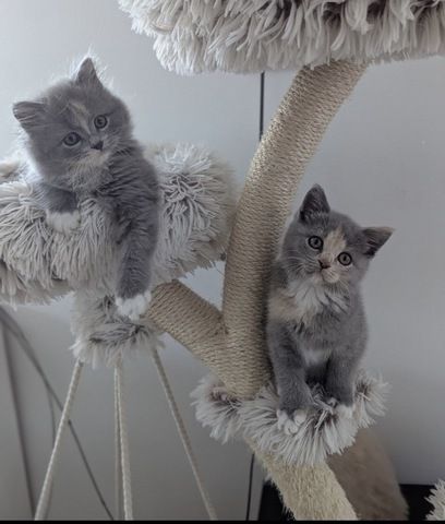 BLH , BKH Kitten
