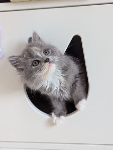 BLH , BKH Kitten