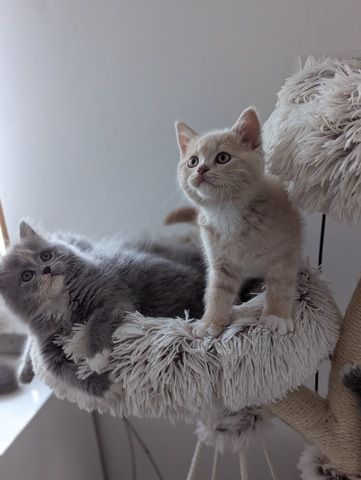 BLH , BKH Kitten