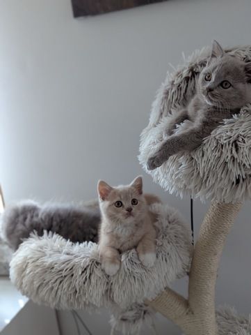 BLH , BKH Kitten