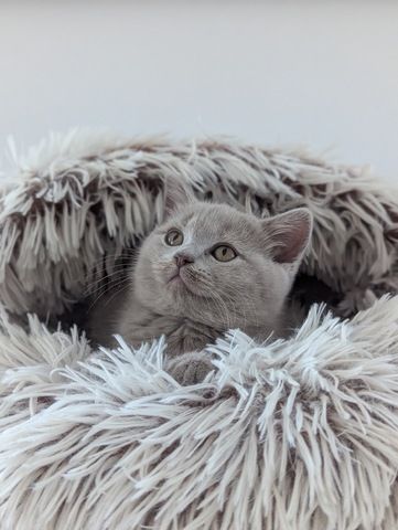 BLH , BKH Kitten