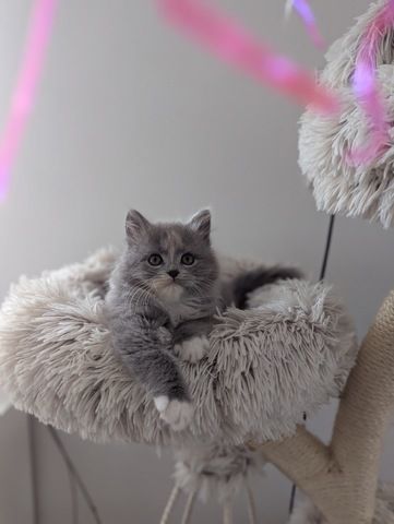 BLH , BKH Kitten