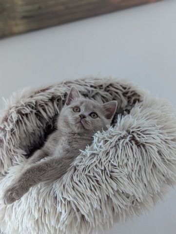 BLH , BKH Kitten