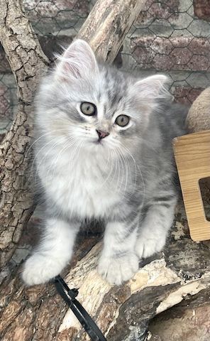 Sibirische Waldkatzen-Kitten zu verkaufen