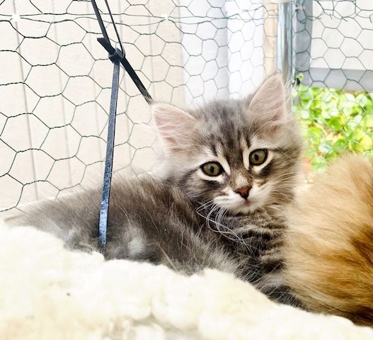 Sibirische Waldkatzen-Kitten zu verkaufen