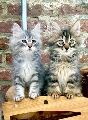 Sibirische Waldkatzen-Kitten zu verkaufen