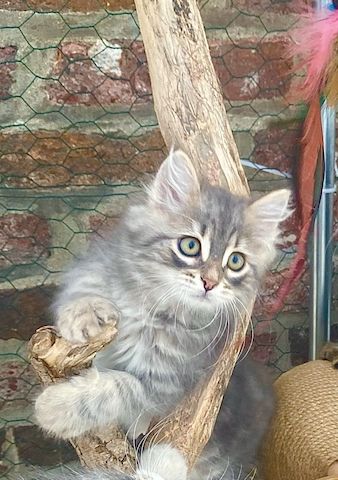 Sibirische Waldkatzen-Kitten zu verkaufen