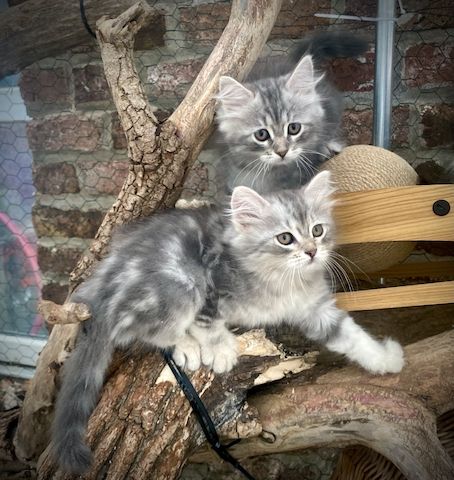 Sibirische Waldkatzen-Kitten zu verkaufen