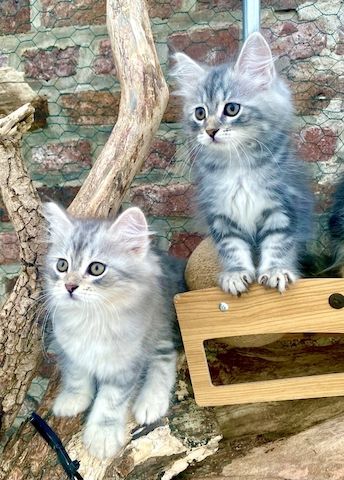Sibirische Waldkatzen-Kitten zu verkaufen