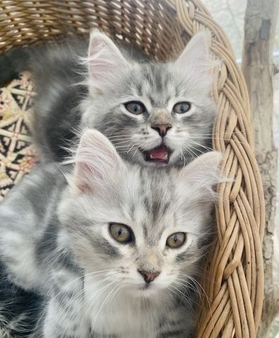 Sibirische Waldkatzen-Kitten zu verkaufen