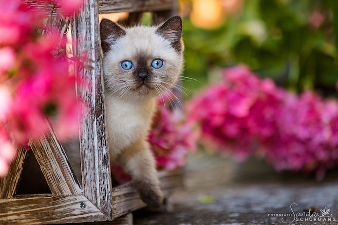 Diese blauen Babybärchenaugen…. suchen Adoptiveltern!