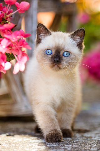Diese blauen Babybärchenaugen…. suchen Adoptiveltern!