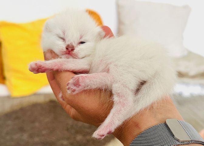 Diese blauen Babybärchenaugen…. suchen Adoptiveltern!