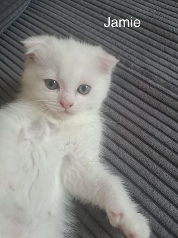 4 liebevolle Katzenbabys suchen ein neues Zuhause