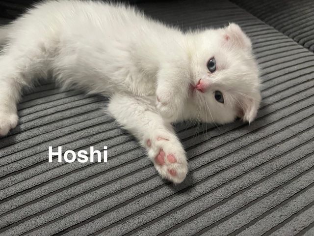 4 liebevolle Katzenbabys suchen ein neues Zuhause