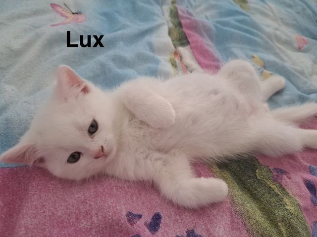 4 liebevolle Katzenbabys suchen ein neues Zuhause
