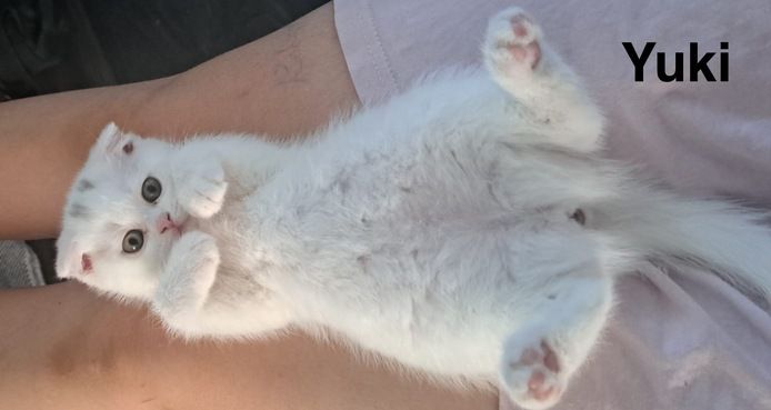 4 liebevolle Katzenbabys suchen ein neues Zuhause
