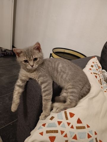 BKH Kitten