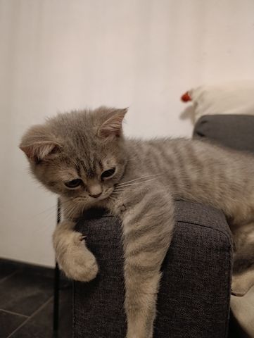 BKH Kitten