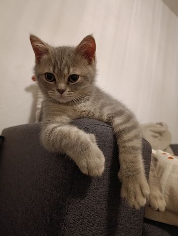 BKH Kitten