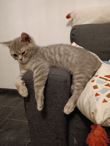BKH Kitten