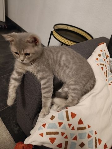 BKH Kitten