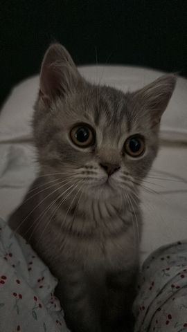 BKH Kitten