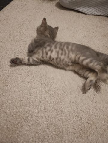 BKH Kitten