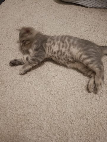 BKH Kitten