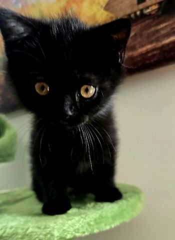 Bkh kitten 1 Tortie Blau mädchen, 2 Tortie Smoke, 2 Black Chokolade ,orange augen -fast abholbereit