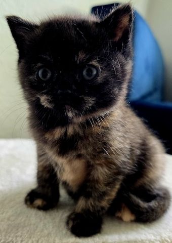 Bkh kitten 1 Tortie Blau mädchen, 2 Tortie Smoke, 2 Black Chokolade ,orange augen -fast abholbereit