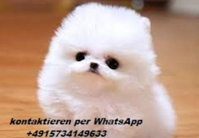 Pomeranian Zwergspitz welpen