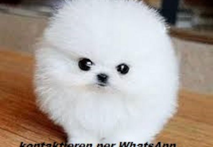 Zwergspitz/ mini  Pomeranian Welpen