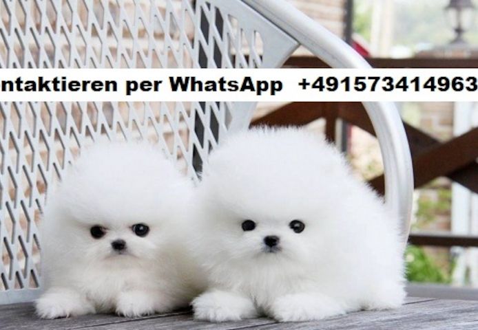 Mini Pomeranian Zwergspitz Welpen. Mannlich und weiblich