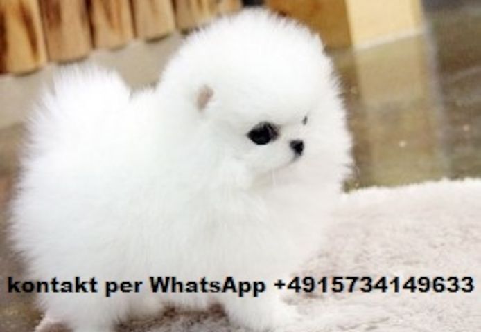 Mini Pomeranian Zwergspitz welpen.