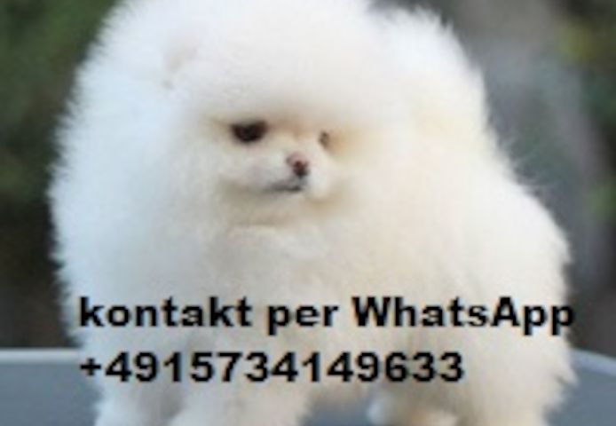 Pomeranian Zwergspitz Welpen Boo