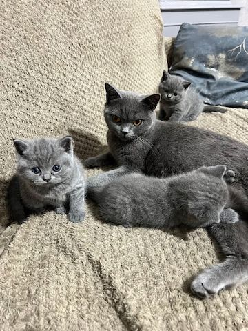 Wunderschönen Reinrassigen Britisch kurzhaar BKH Kitten
