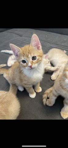 Rote BKH Kitten