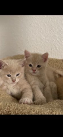 Rote BKH Kitten