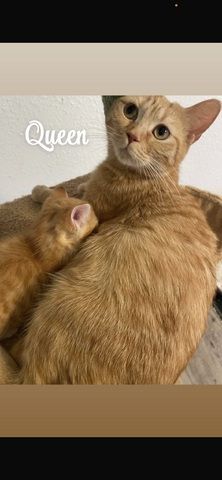 Rote BKH Kitten