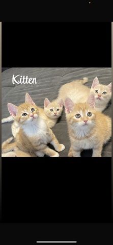 Rote BKH Kitten