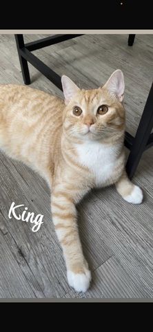 Rote BKH Kitten