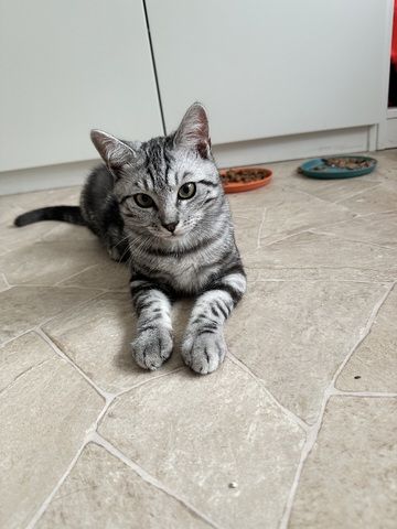 Wunderschöner Bengal-BKH Mix Kater sucht liebevolles Zuhause