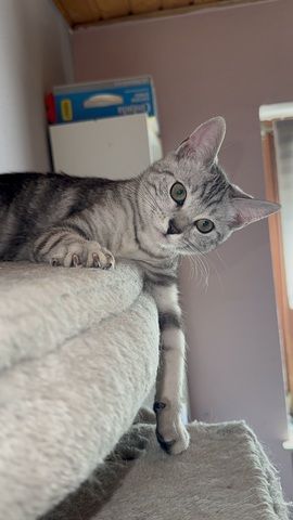 Wunderschönes Bengal-BKH Mix Kätzchen sucht liebevolles Zuhause