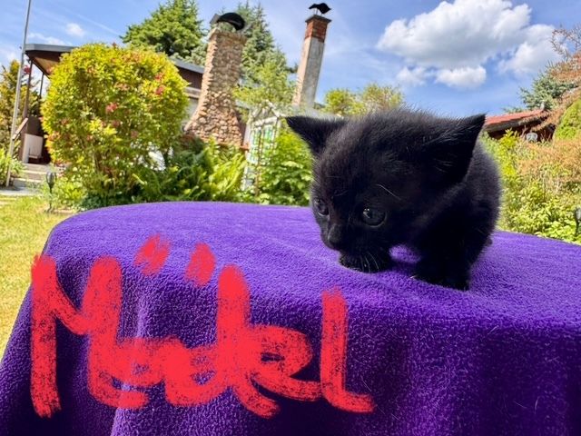 2 Süße BKH-Kitten