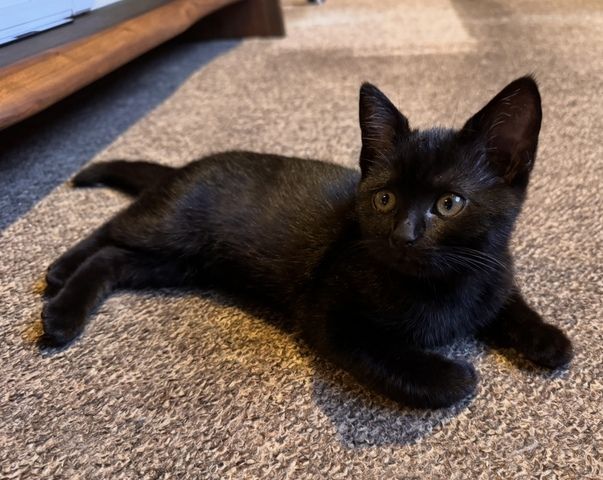 2 Süße BKH-Kitten