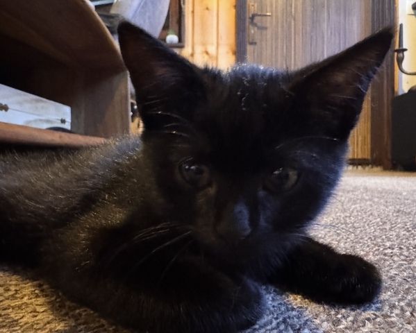 2 Süße BKH-Kitten