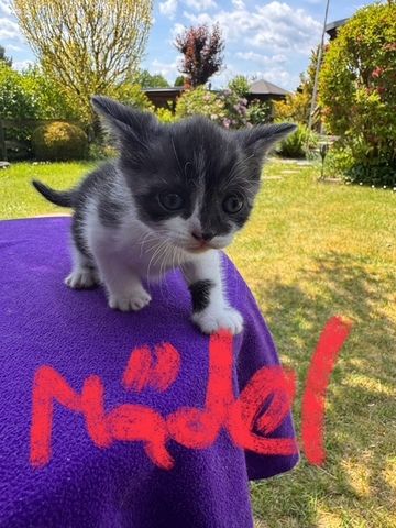 2 Süße BKH-Kitten