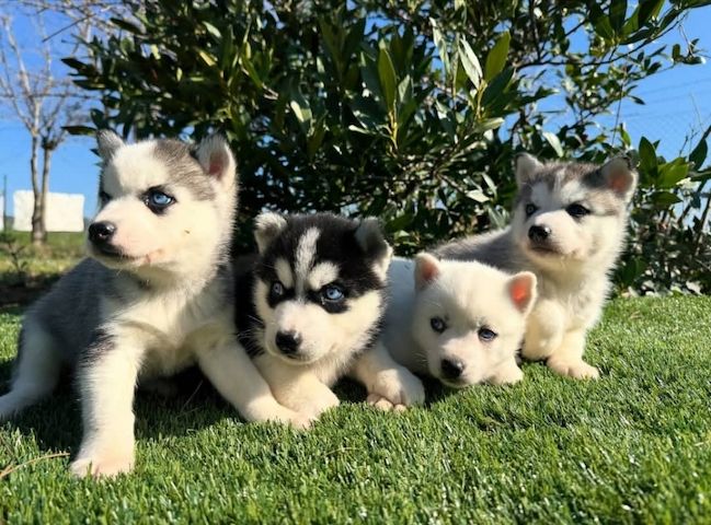 Siberian Husky-
