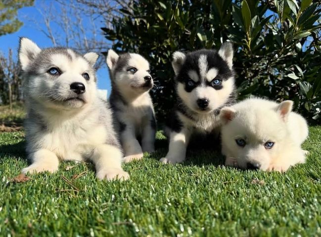 Siberian Husky-